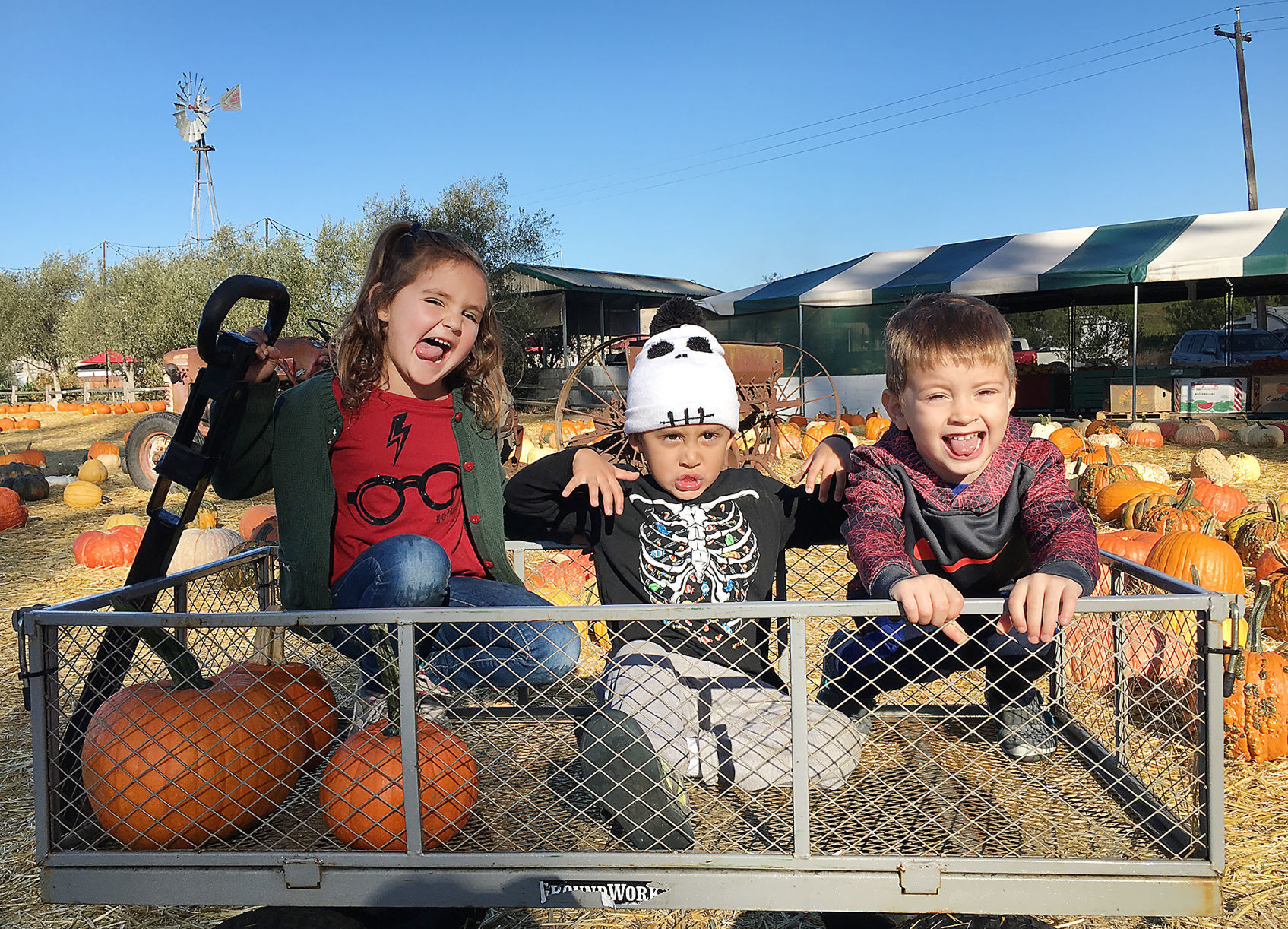 Pumpkin Patch